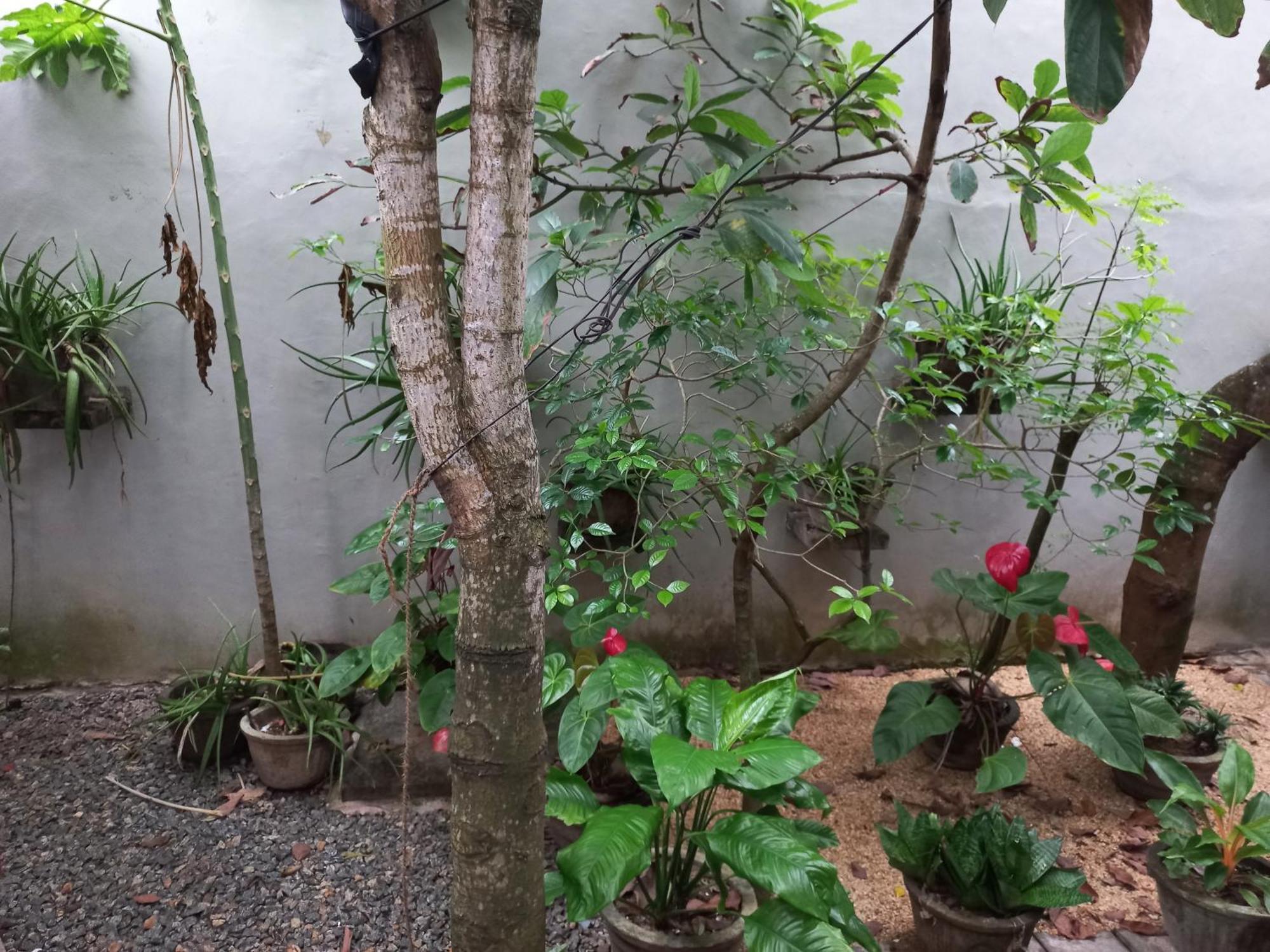 Mango Villa 703 希克杜沃 客房 照片